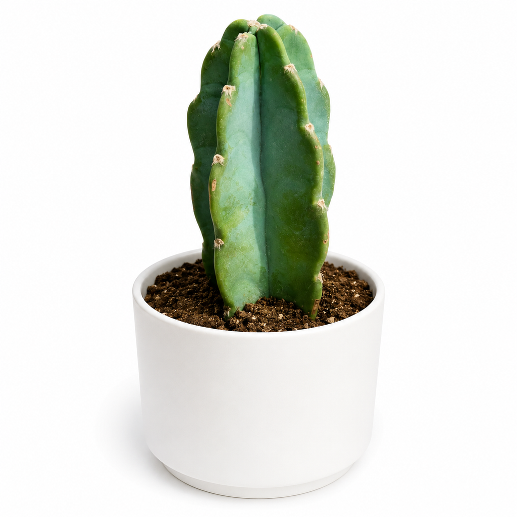 Cuddly Cactus