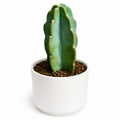 Cuddly Cactus
