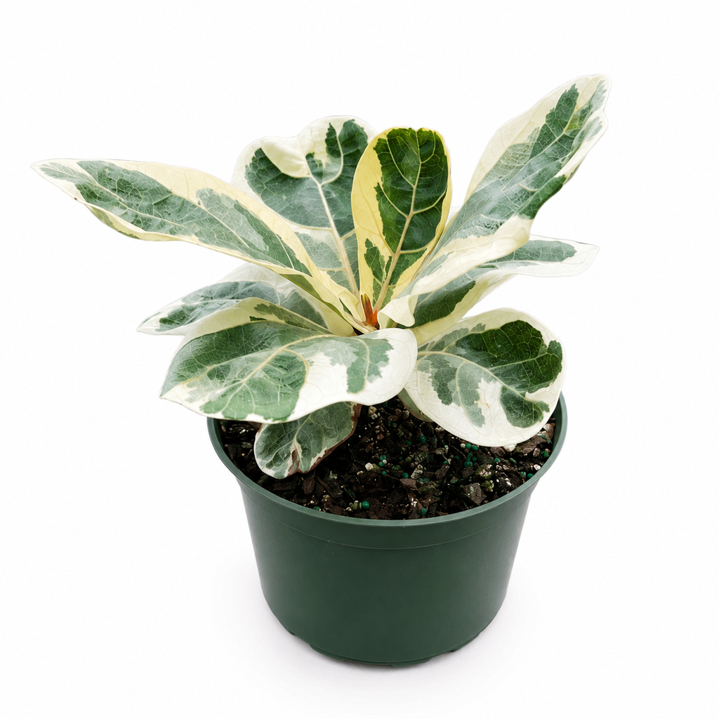 Variegated Ficus Lyrata 'Golden Sunshine'