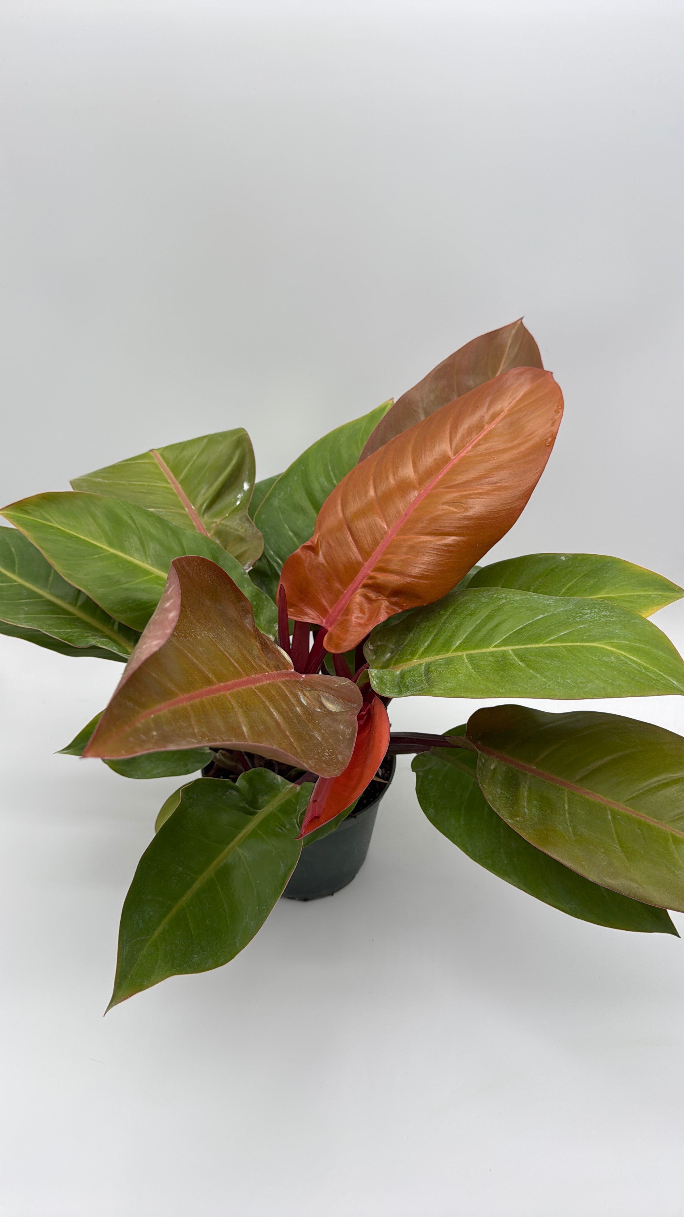 Philodendron 'Prince of Orange'