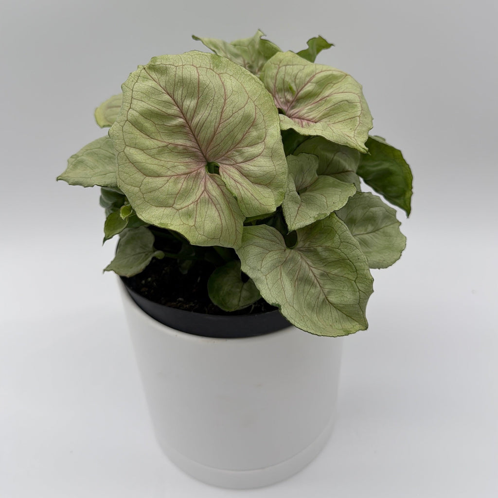Syngonium 'Orn Thong'