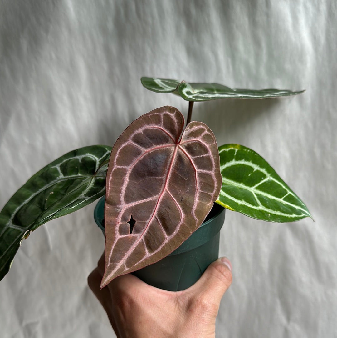 Anthurium Red Crystallinum