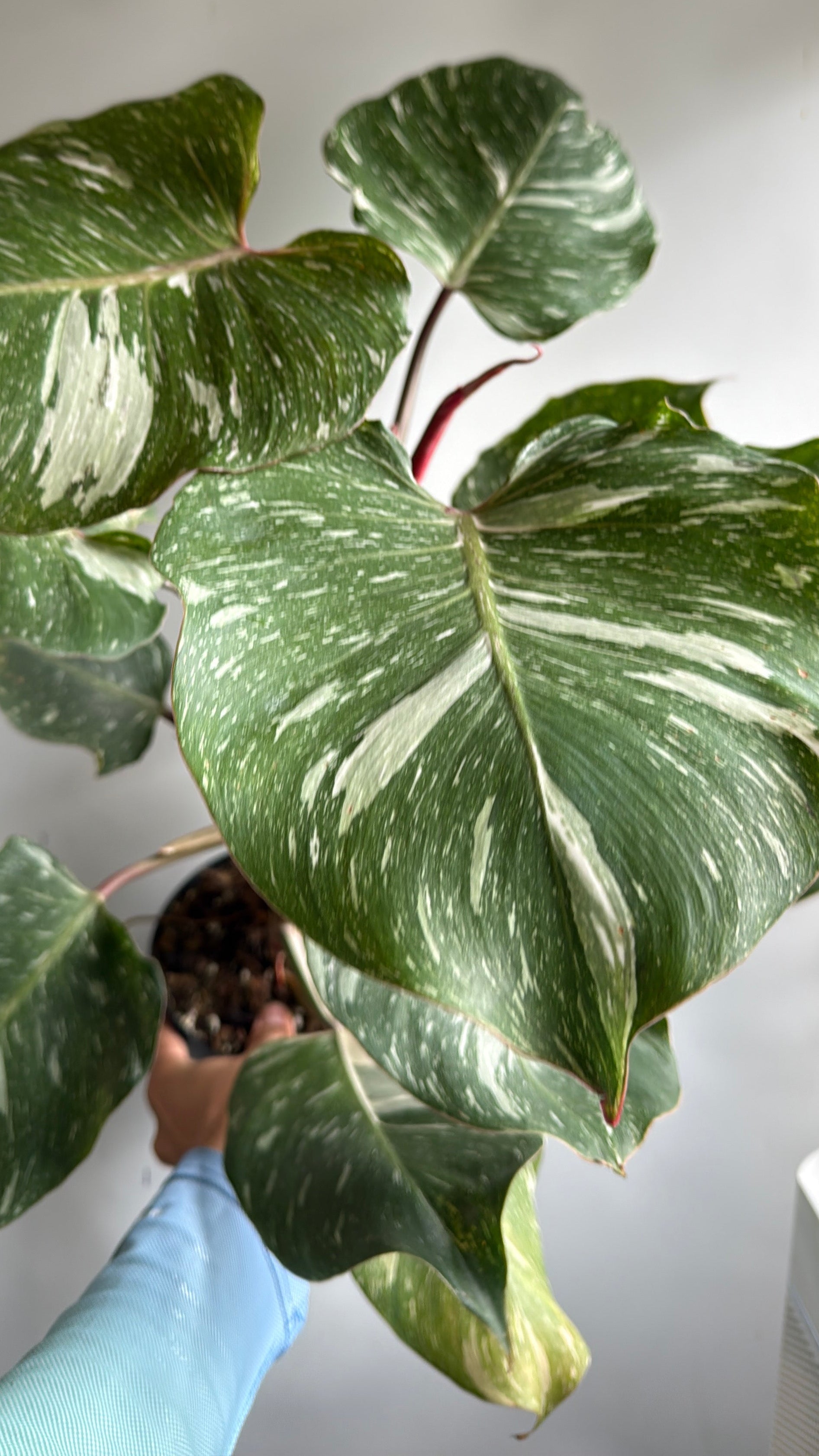 Philodendron White Knight
