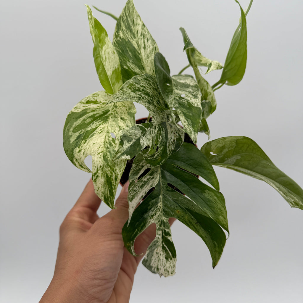 Epipremnum Pinnatum Marble Flame