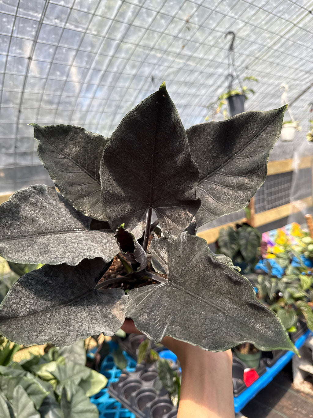 Alocasia Antoro Velvet