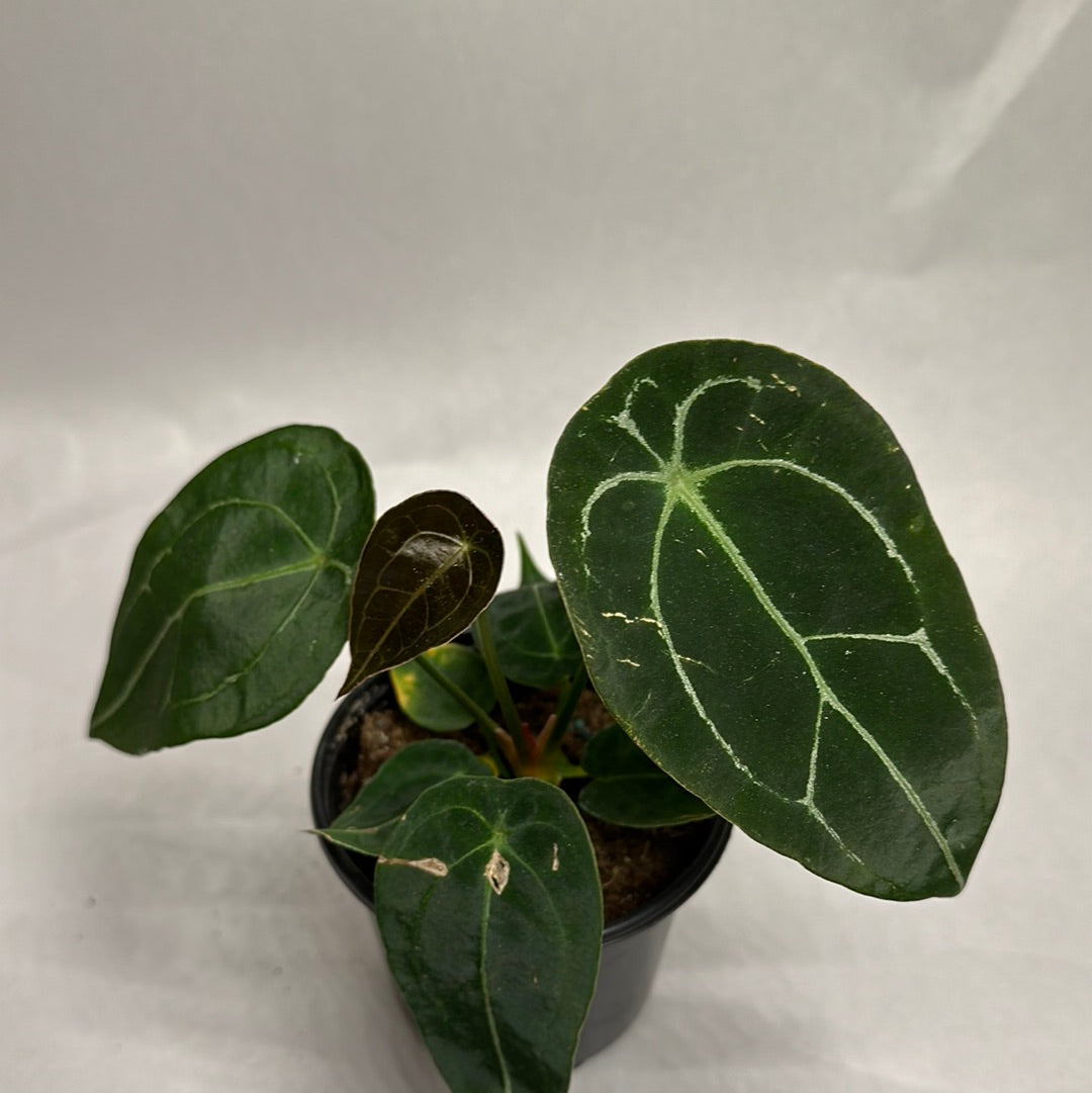 Anthurium Forgetii