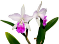 Cattleya Maria Elena Cazar