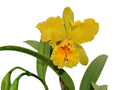 Cattleya Santa Clara’s
