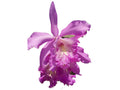 Cattleya Dominiana (1859) .