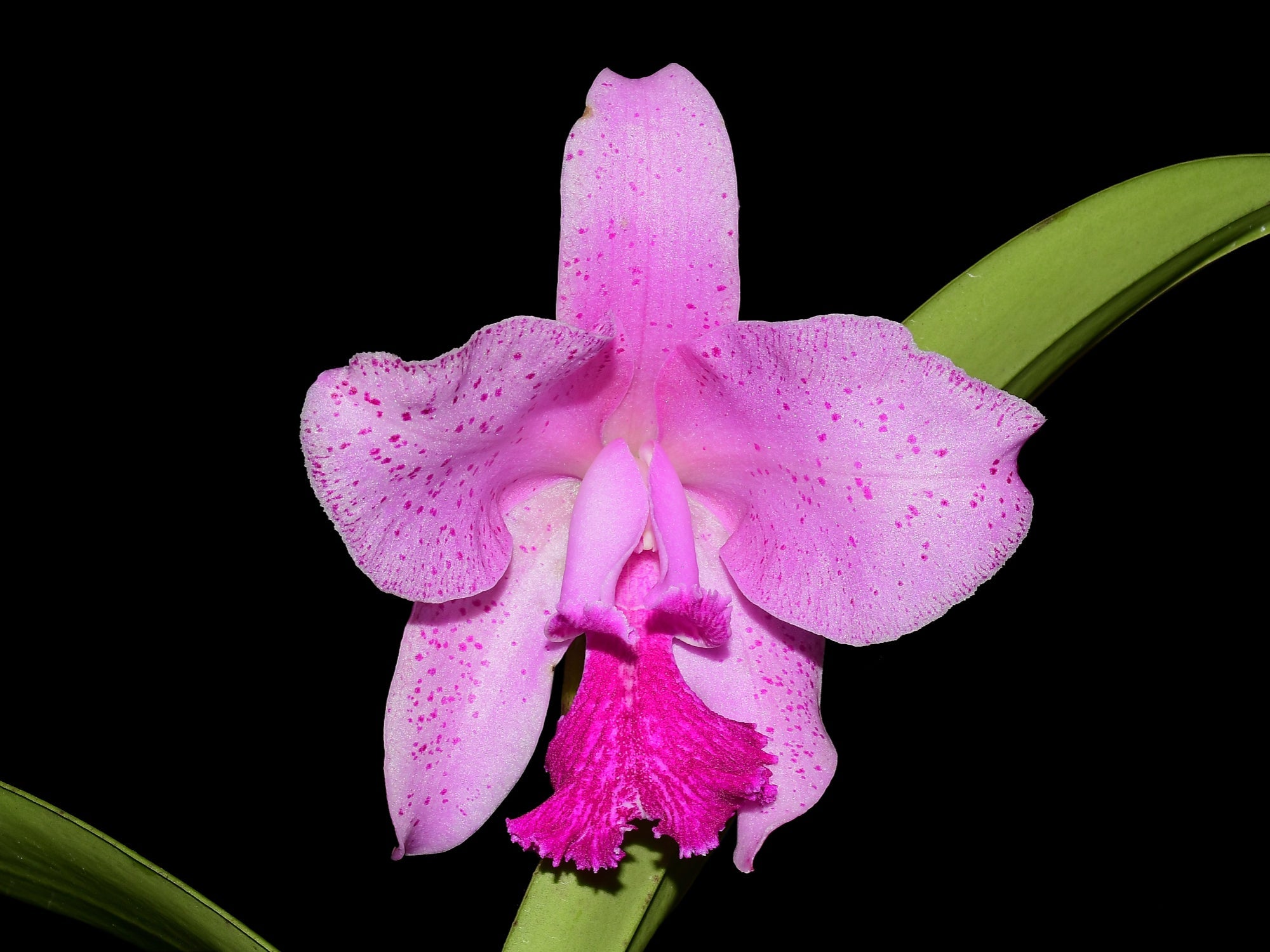 Cattleya Jorge Portilla