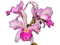 Cattleya Jorge Portilla