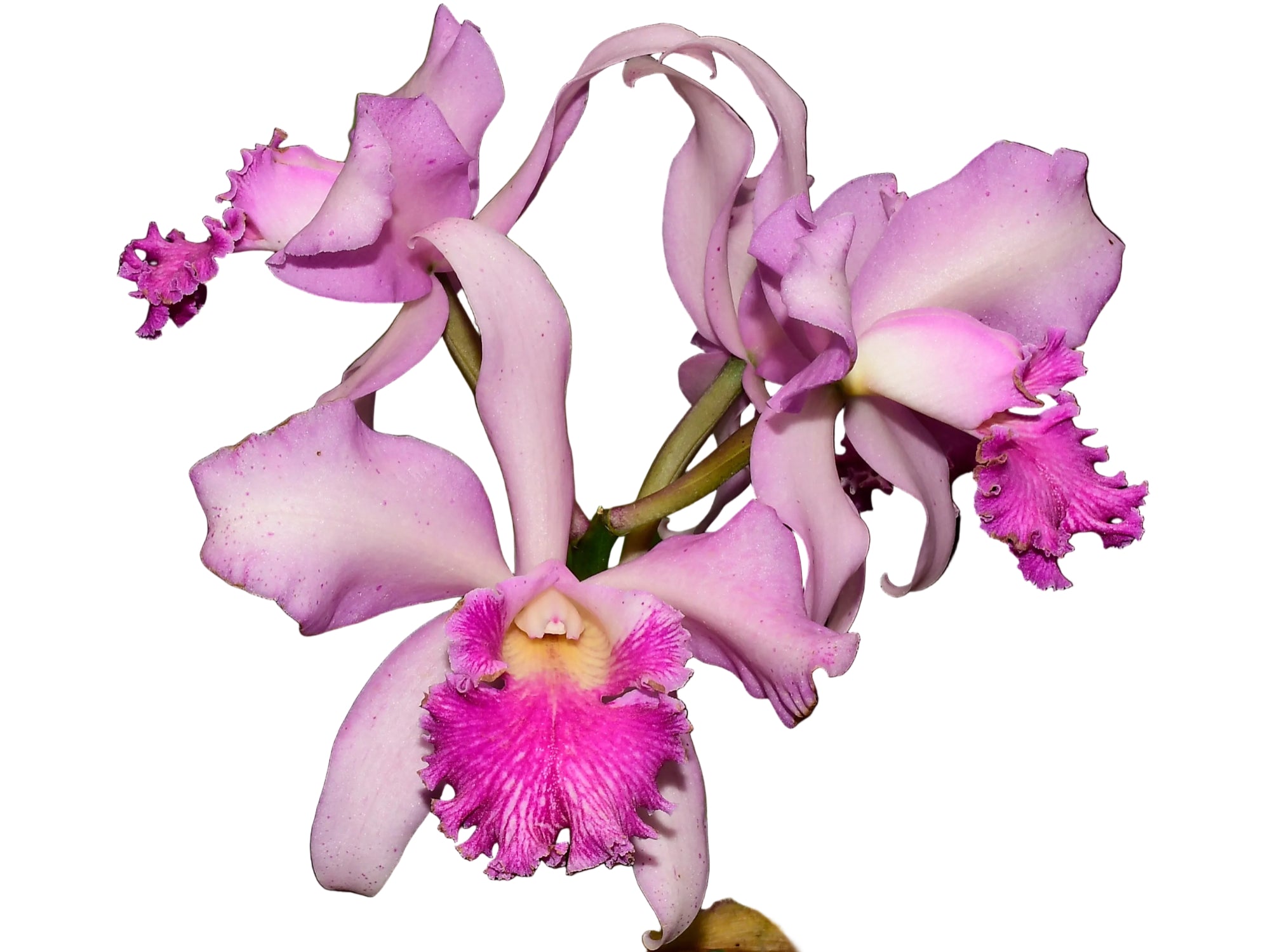 Cattleya Jorge Portilla