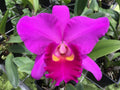 Rhyncholaeliocattleya Memoria Julio Vinueza