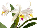 Cattleya Luciana C