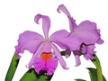 Cattleya Milo (1910)