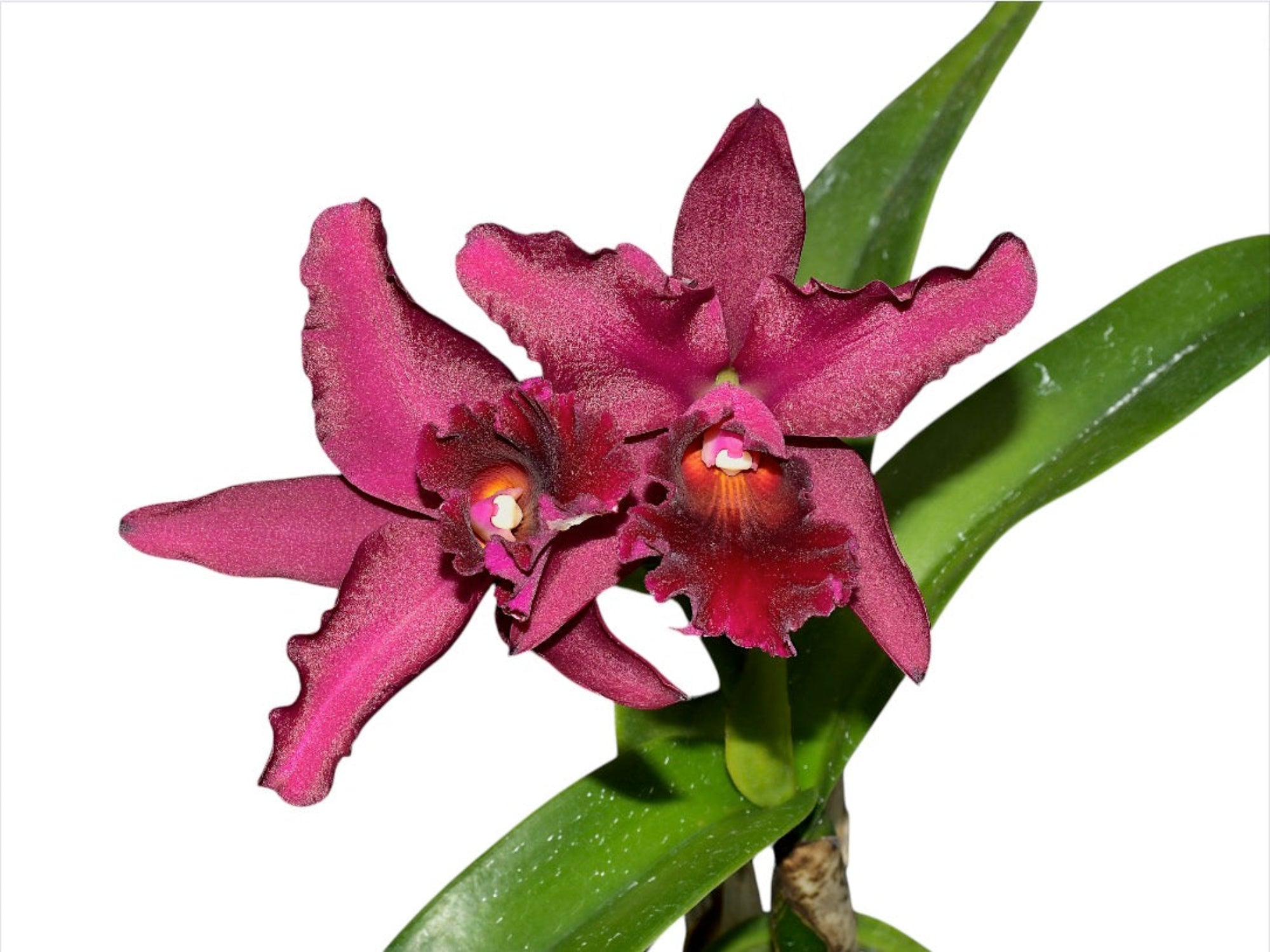 Cattleya Patricio Almeida