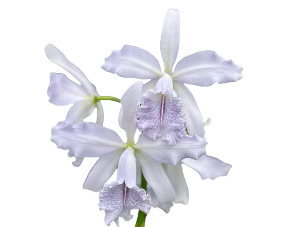 Cattleya Roque Sevilla