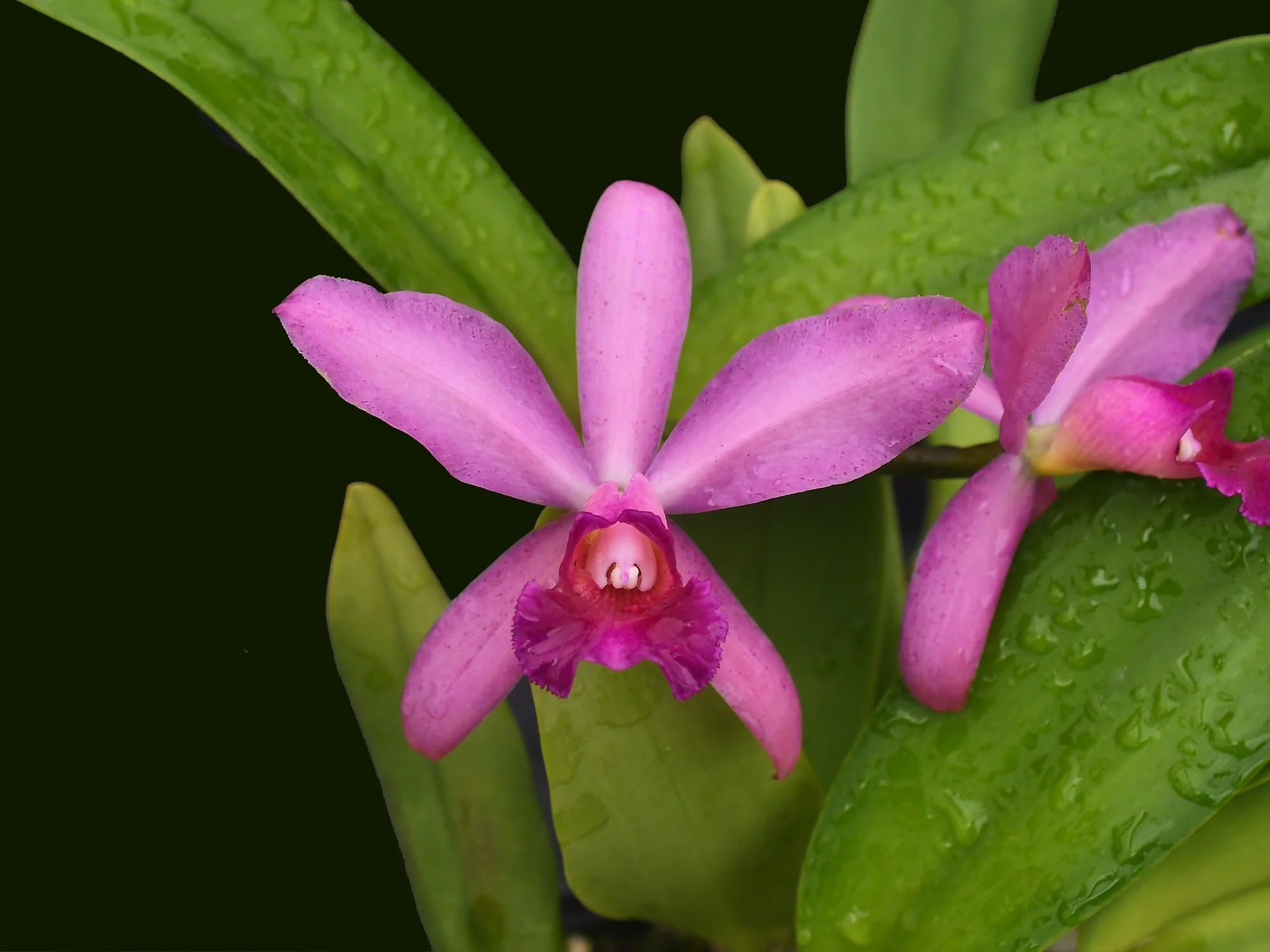Cattleya Yanuncay