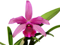 Cattleya bicalhoi