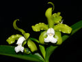 Cattleya guttata f. alba