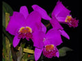 Cattleya lueddemanniana 'Camila'