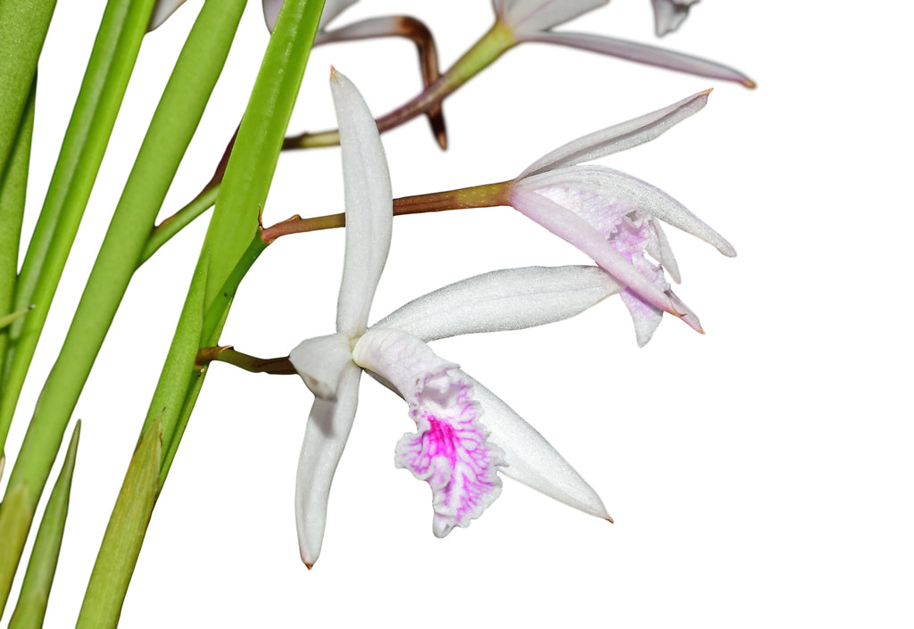 Cattleya lundii