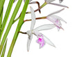 Cattleya lundii