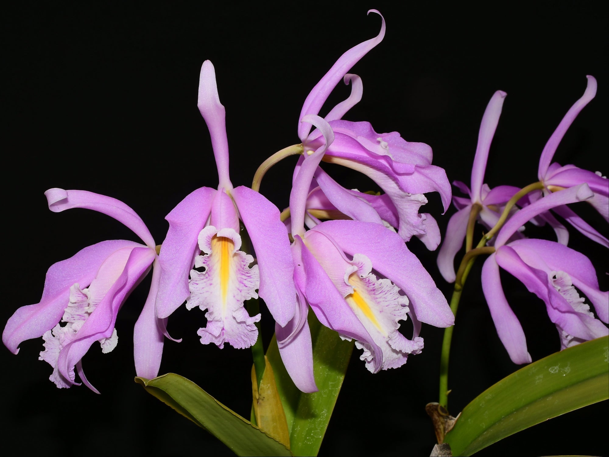 Cattleya maxima 2326 x yellow lip