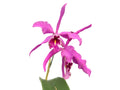 Cattleya maxima 'La Churonita'