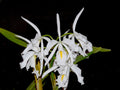 Cattleya maxima f. alba