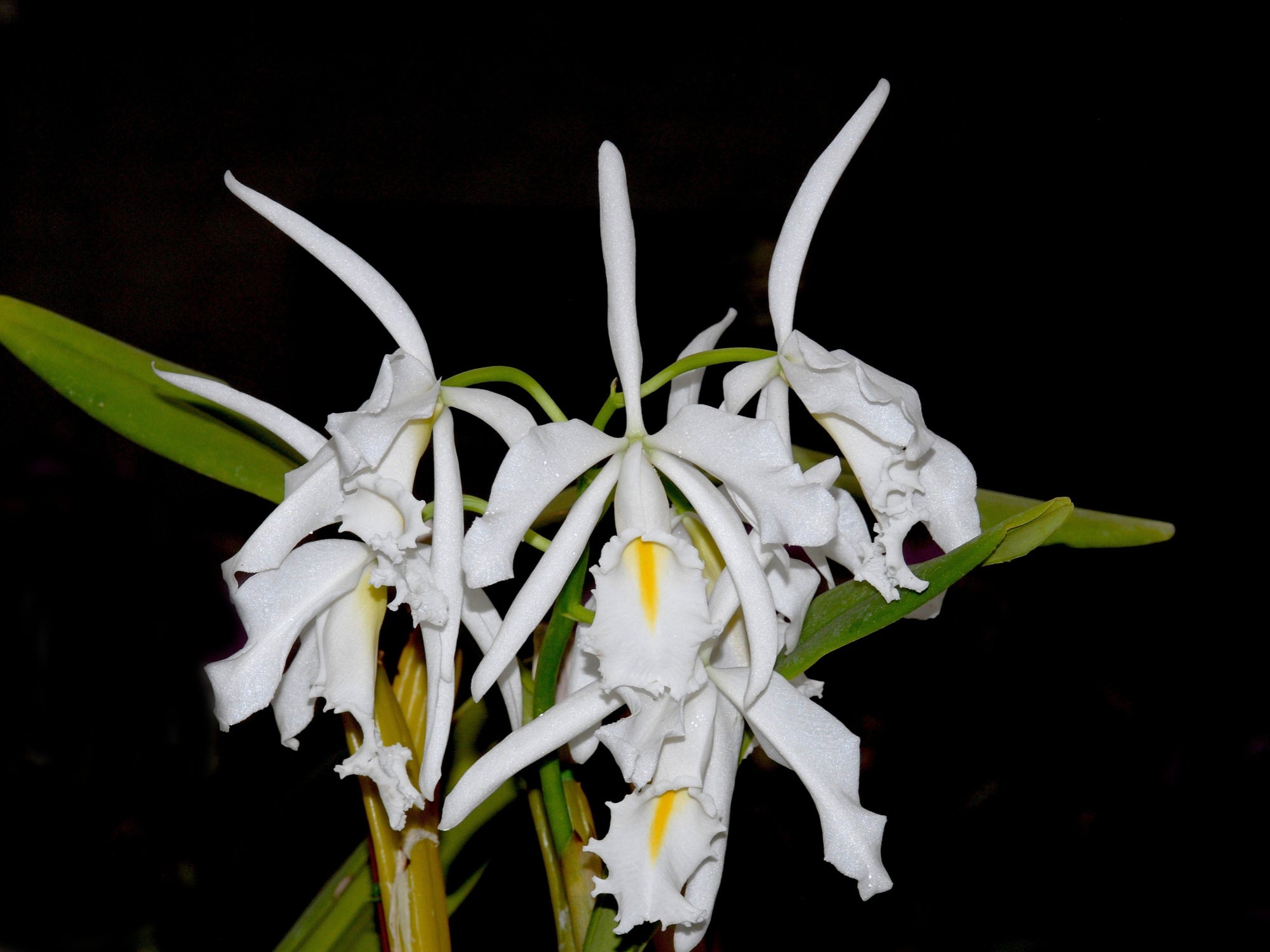 Cattleya maxima f. alba