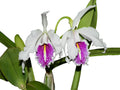 Cattleya maxima f. semialba 'La Pedrena' #1 003182 x self