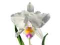Cattleya quadricolor # 2 x # 3