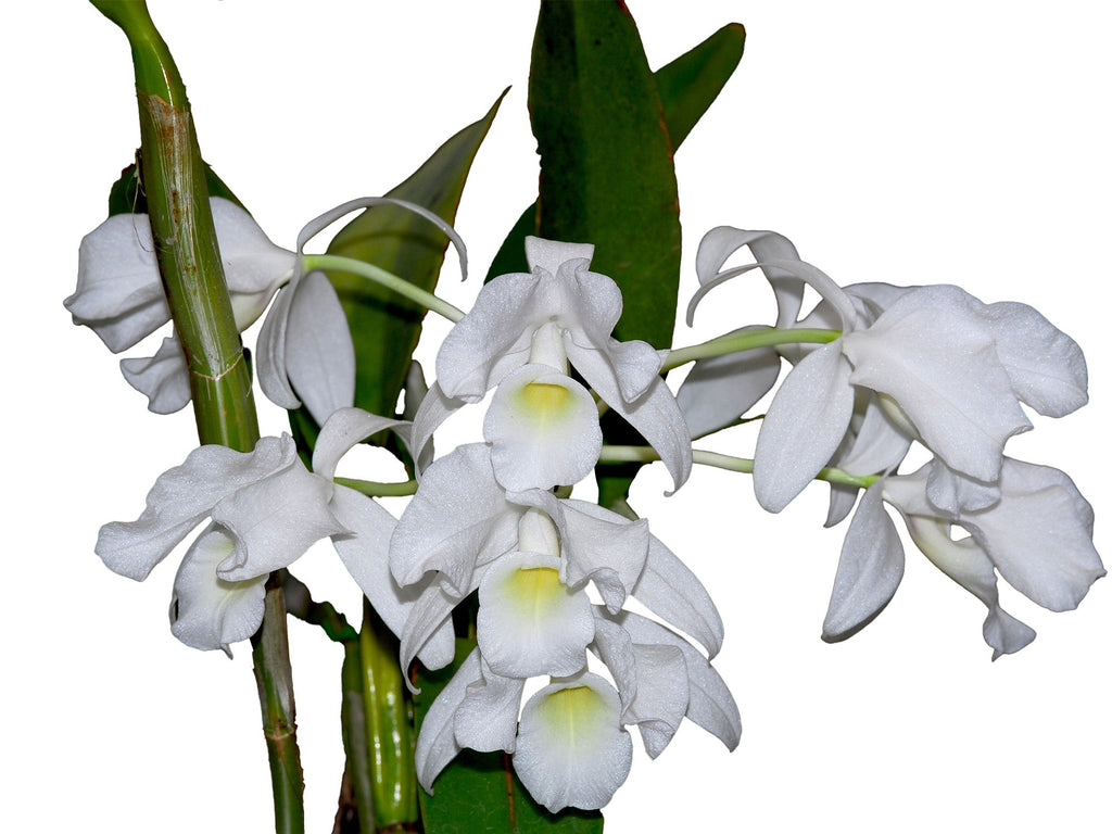 Guarianthe skinneri f. alba