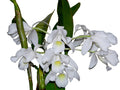 Guarianthe skinneri f. alba