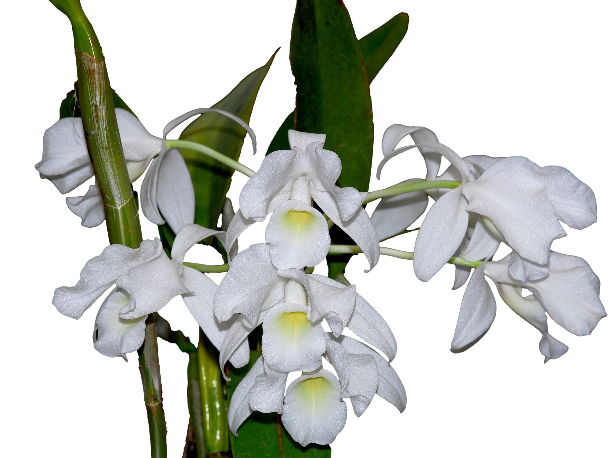 Guarianthe skinneri f. alba