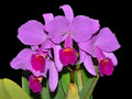 Cattleya trianae splash x 'Venezuela'