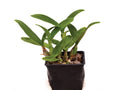Guarianthe skinneri