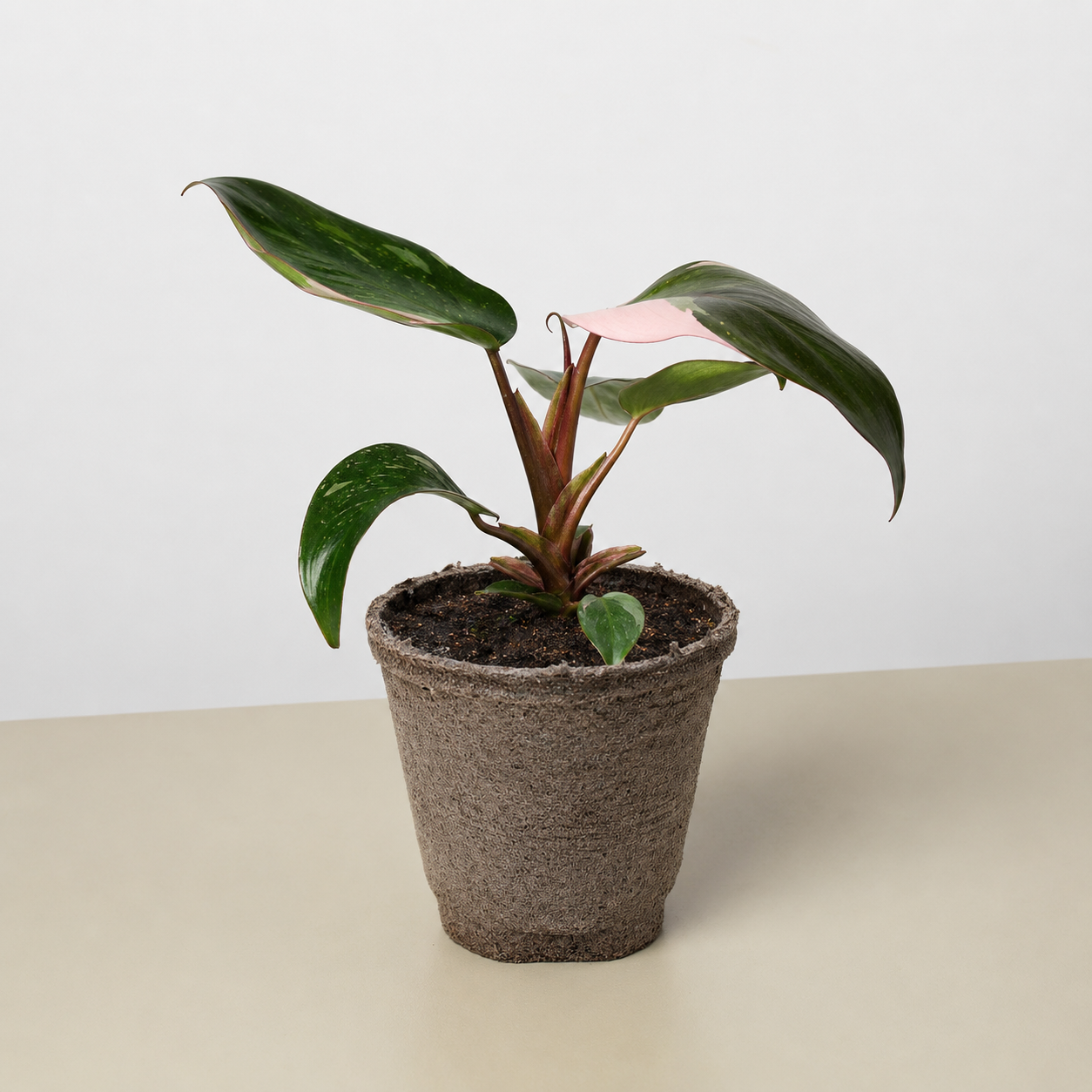 Philodendron 'Pink Princess'