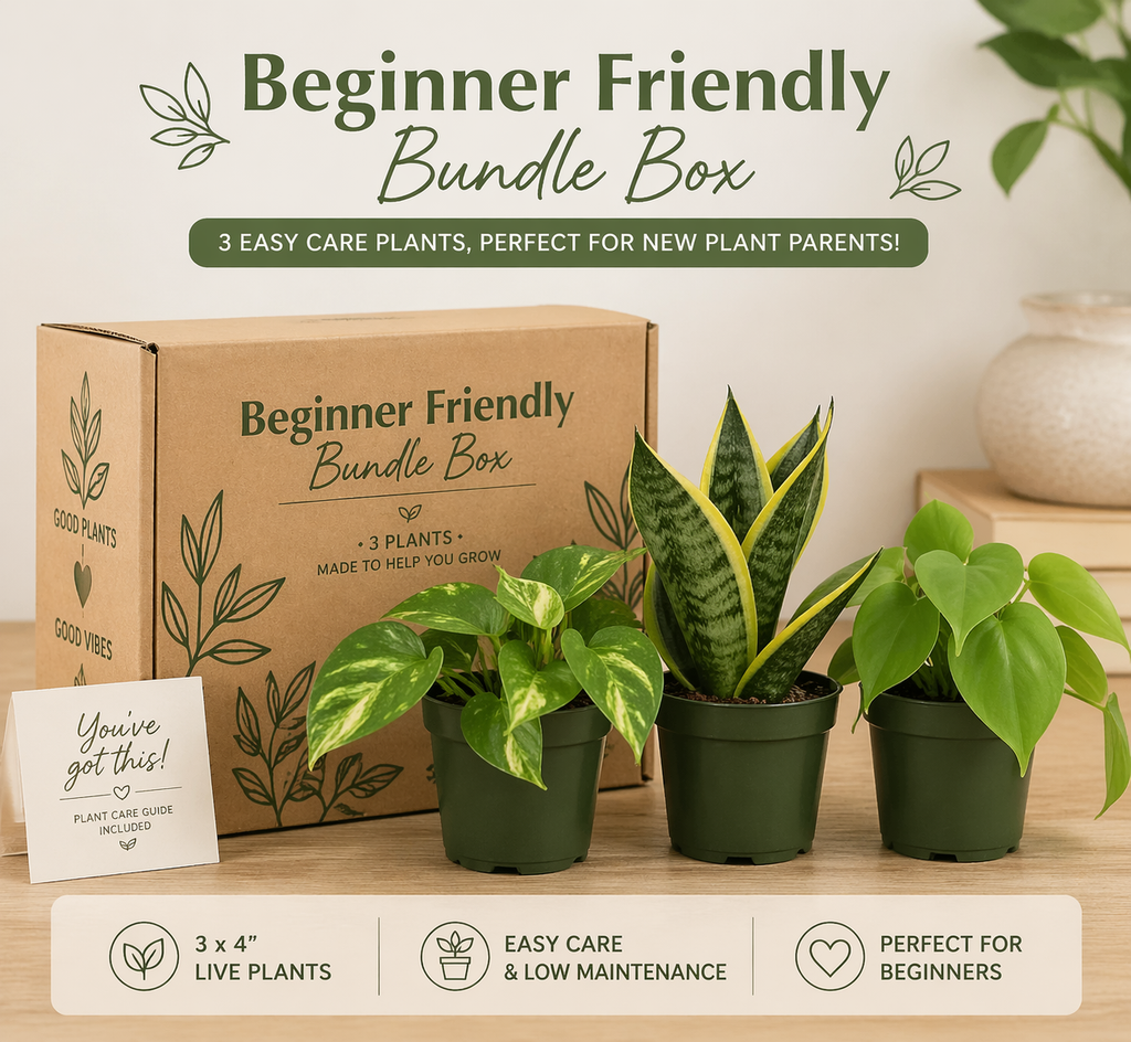 Beginner Friendly Mystery Bundle Box - 3 Easy-Care Plants