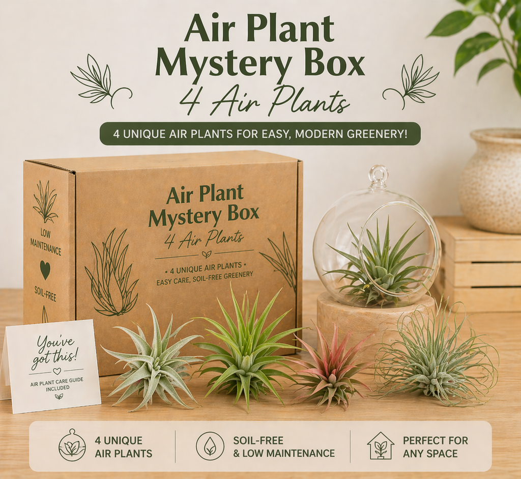 Air Plant Mystery Box - 4 Air Plants