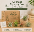 Air Plant Mystery Box - 4 Air Plants