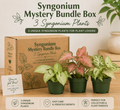 Syngonium Mystery Bundle Box - 3 Syngonium Plants