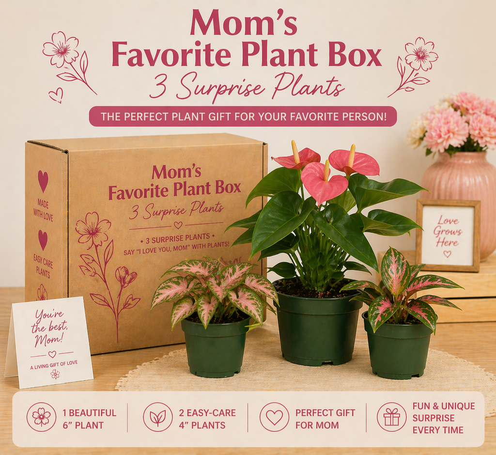 Mom's Favorite Plant Bundle Box - 3 Surprise Plants