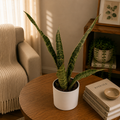 Sansevieria 'Jaboa'