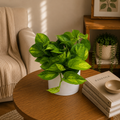 Pothos Lizard Queen