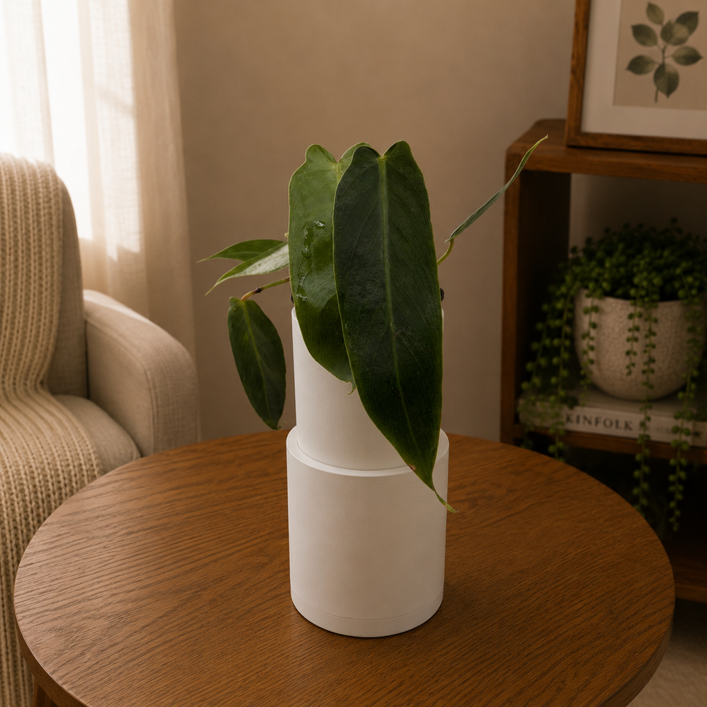 Philodendron Spiritus Sancti