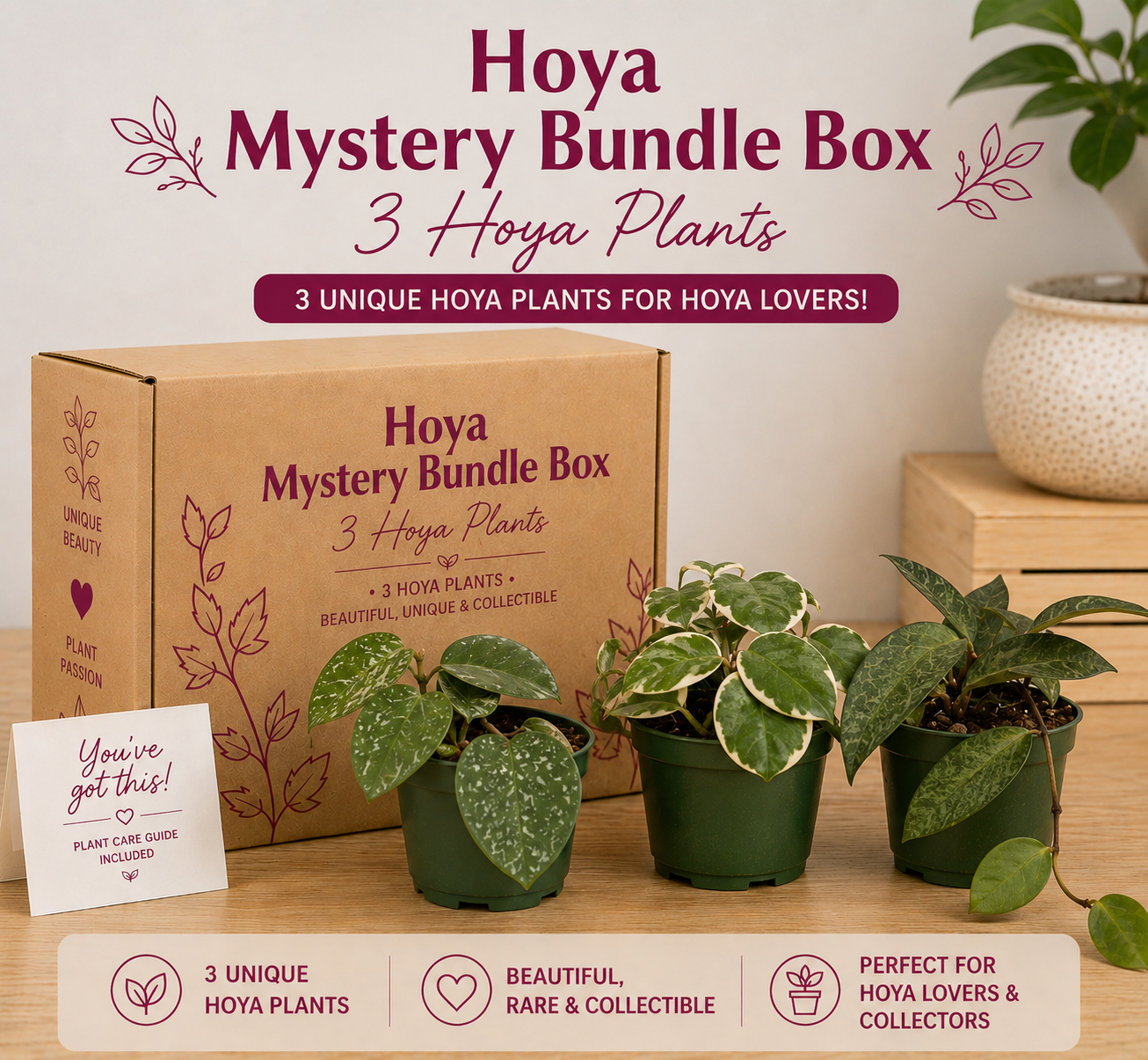 Hoya Mystery Bundle Box - 3 Hoya Plants