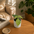 Monstera Amydrium Silver (Spiderman Monstera)