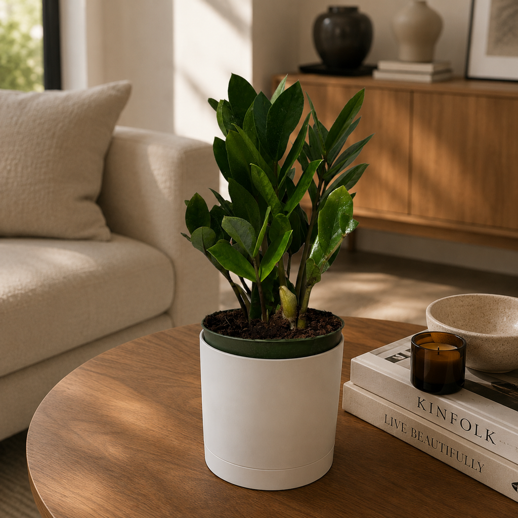 Zamioculcas (ZZ Plant)